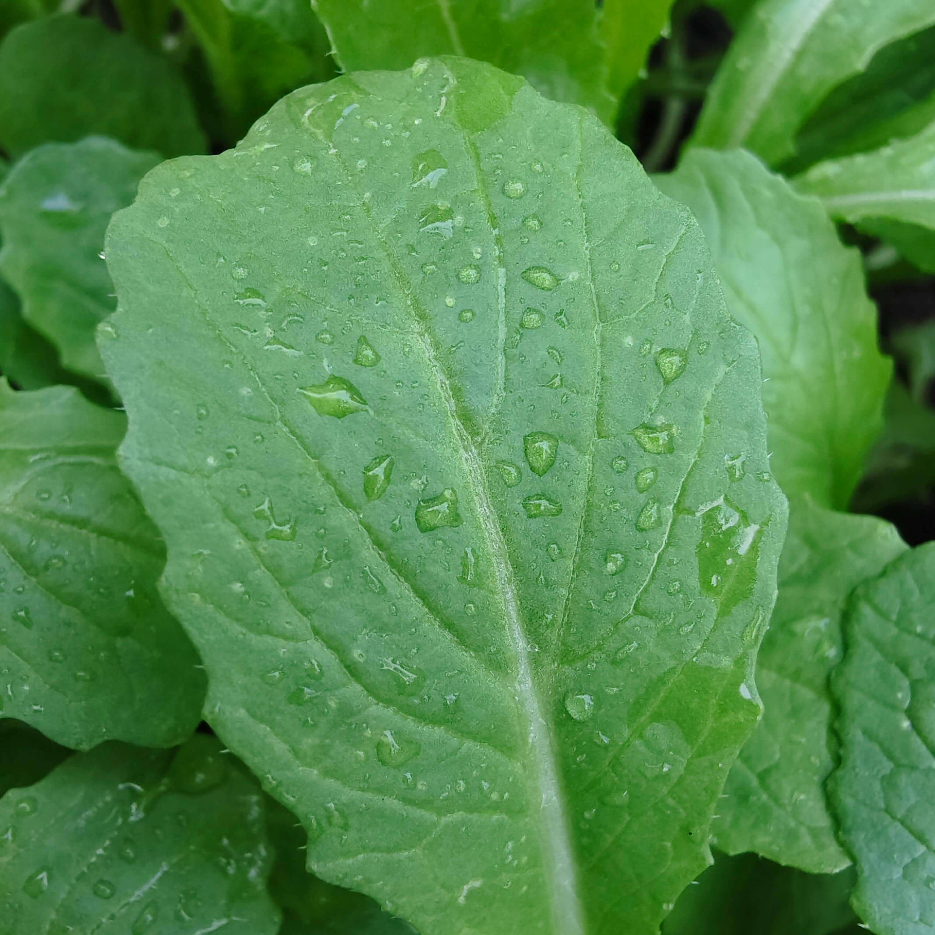 달래 효능 총정리: 봄철 면역력과 혈액순환에 좋은 이유