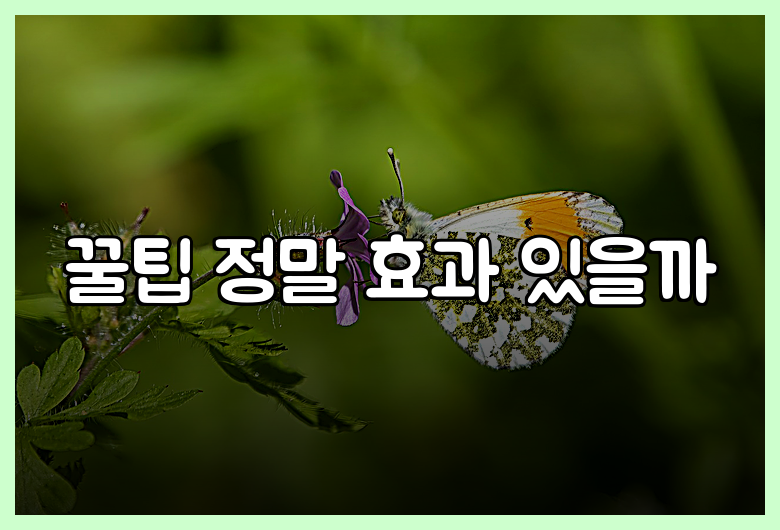 꿀팁 정말 효과 있을까
