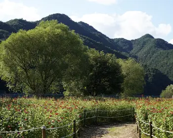 평창 백일홍 축제_24