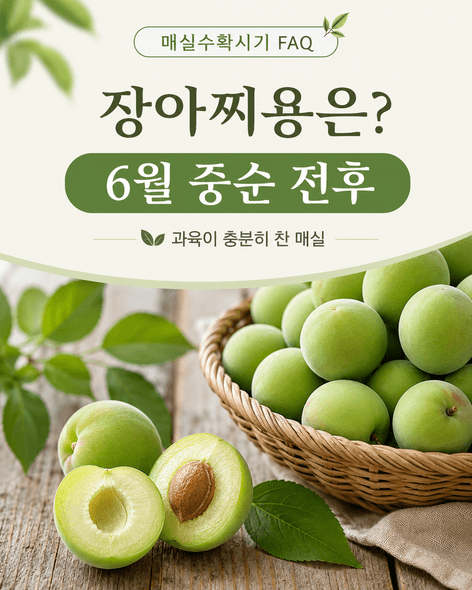 매실수확시기