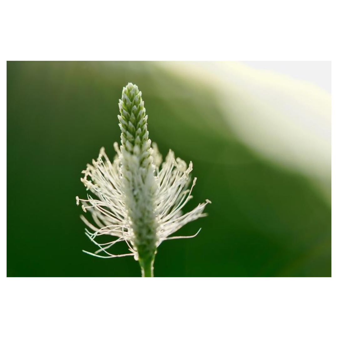 차전자피와 관련된 사진입니다.