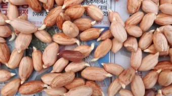 땅콩 심는 시기 수확시기 모종 파종_22