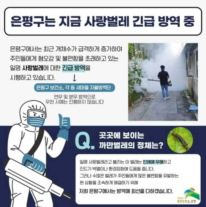 러브버그-퇴치방법-은평구-방역
