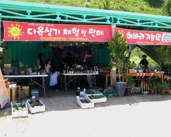 태백 해바라기 축제_16