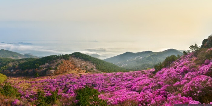 거제대금산-진달래축제