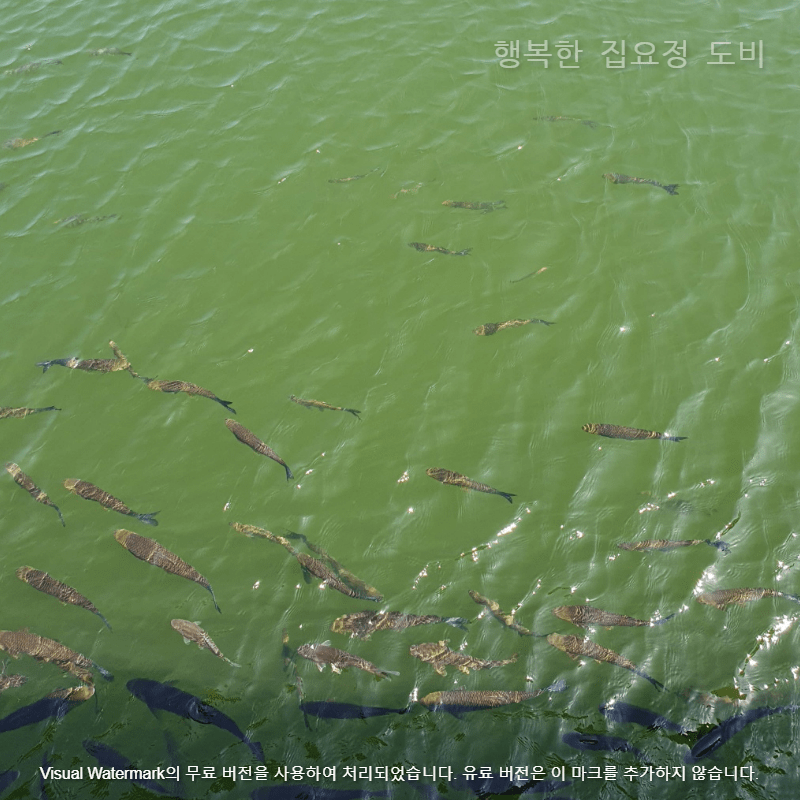 물고기