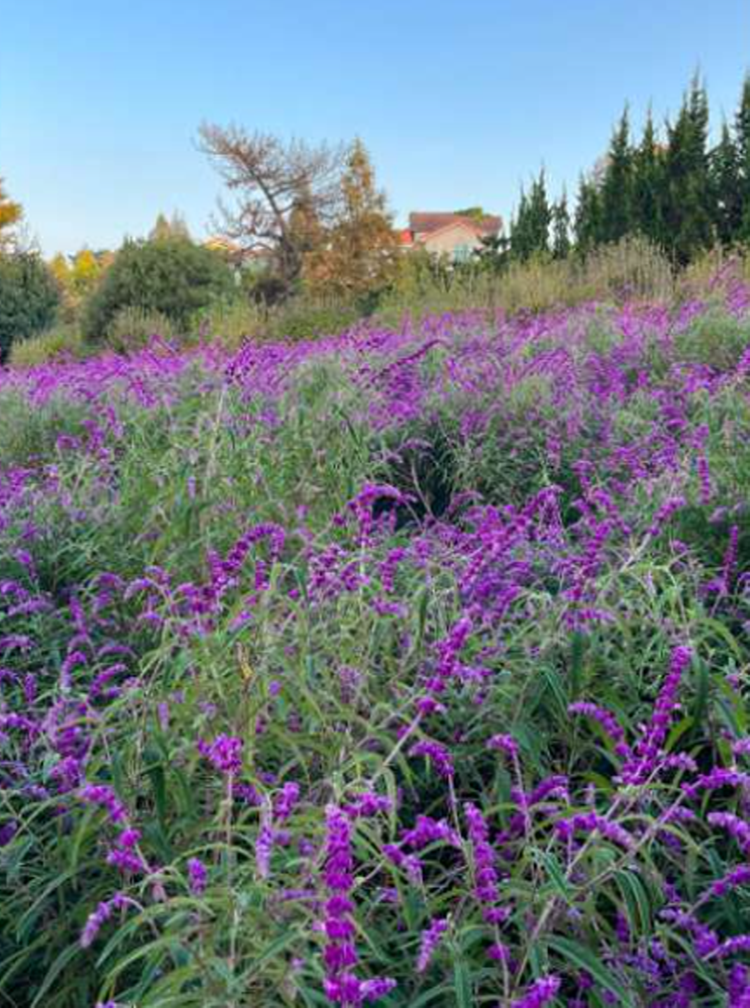 팜카밀레 허브농원
