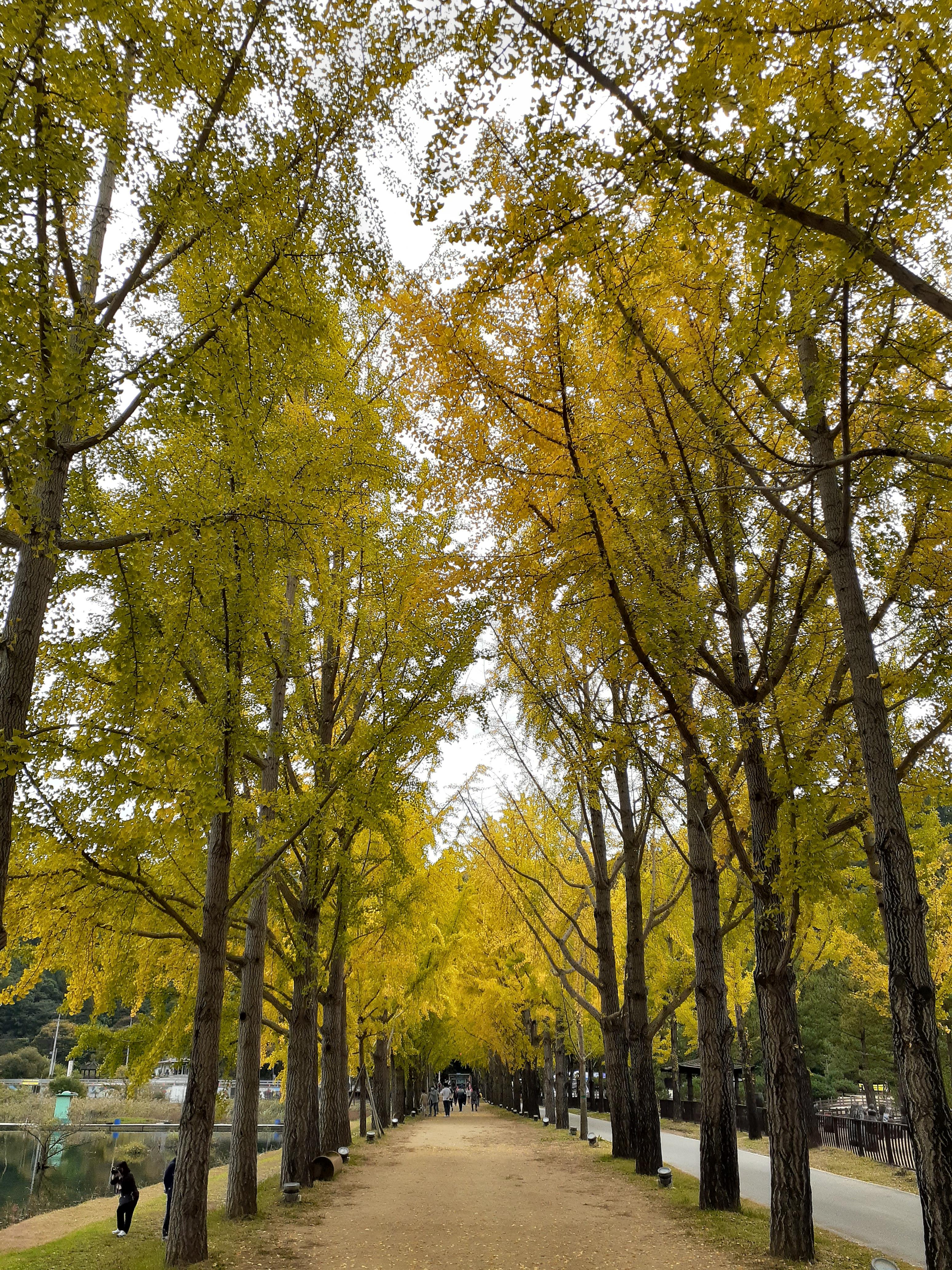 문광저수지단풍