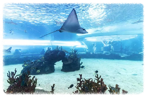 세부 오션 파크