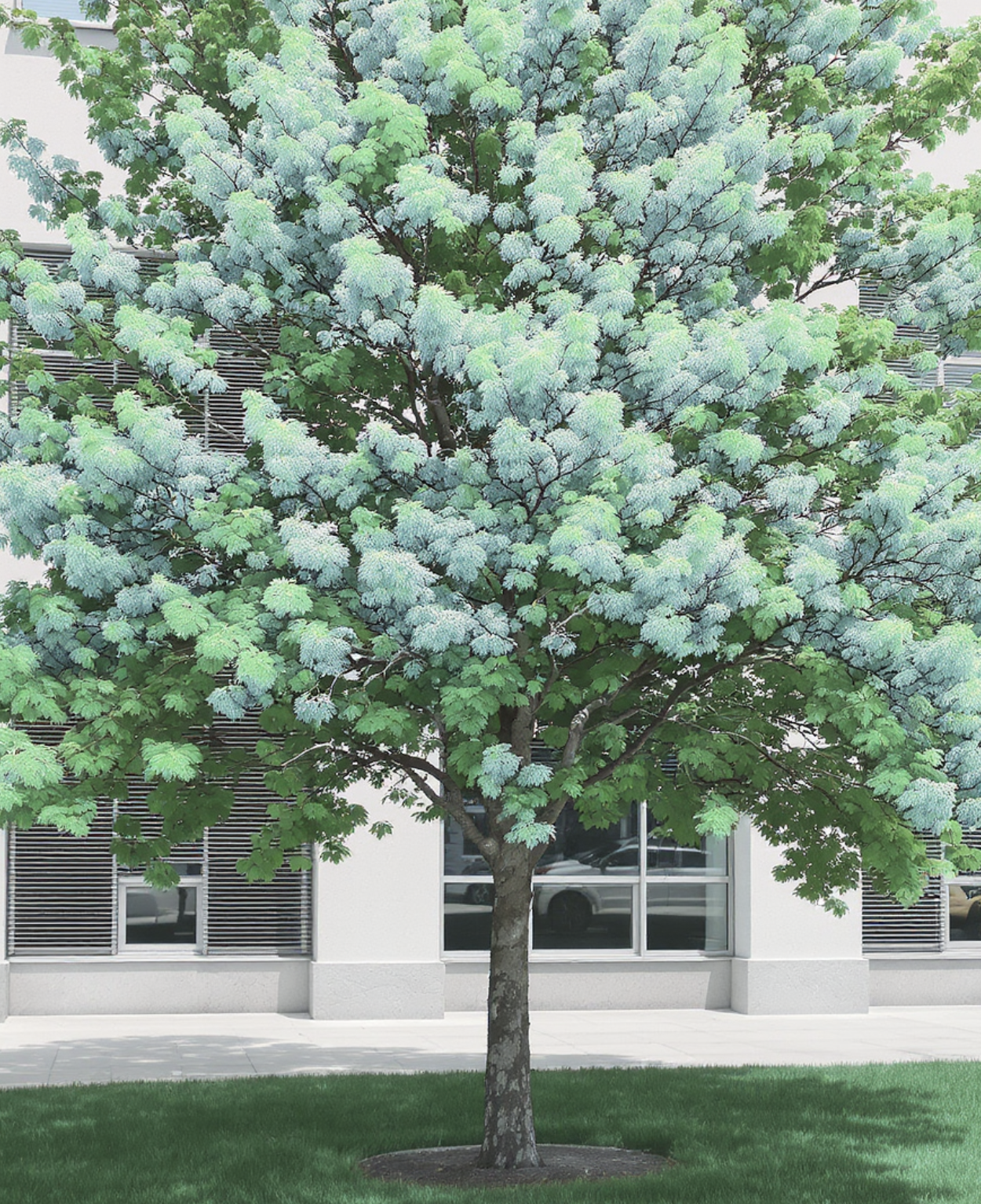 여름, 짙은 녹음 속 시원한 휴식