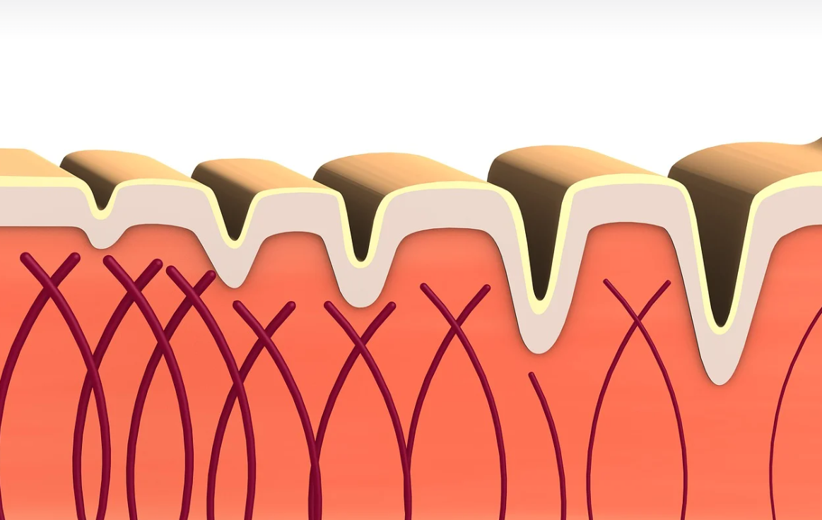 연구 논문으로 본 효과 검증 – PDRN, 바이오필러, 콜라겐 재생