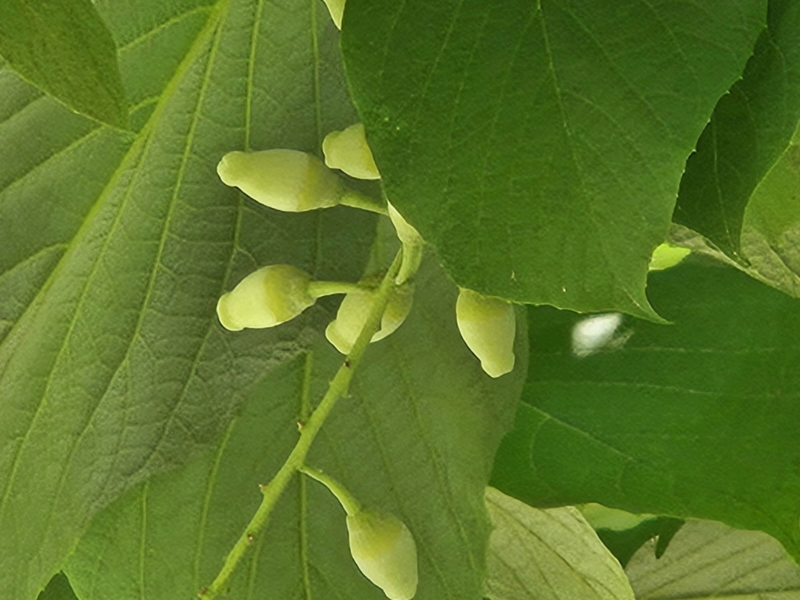 쪽동백나무4