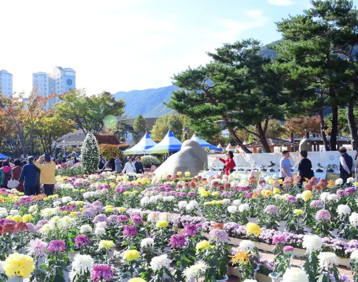 국화축제 사진