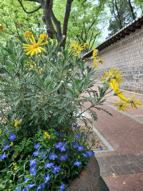 덕수궁 돌담길 화단