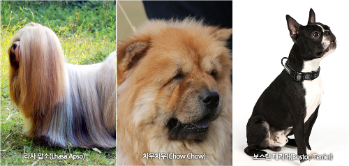 라사 압소, 차우차우, 보스턴 테리어