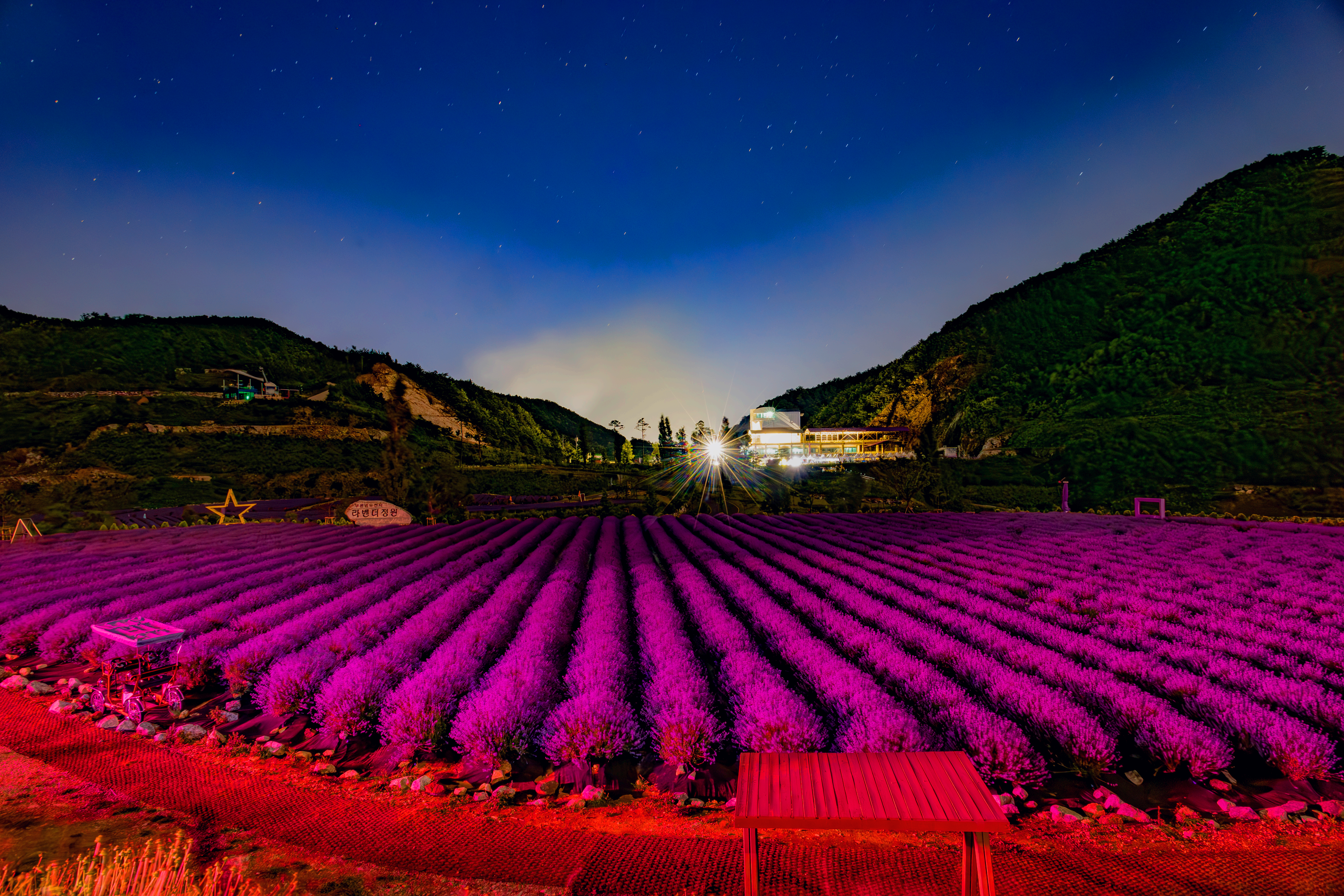 무릉별유천지 라벤더 축제