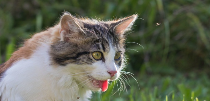 입을 벌리고 있는 고양이.