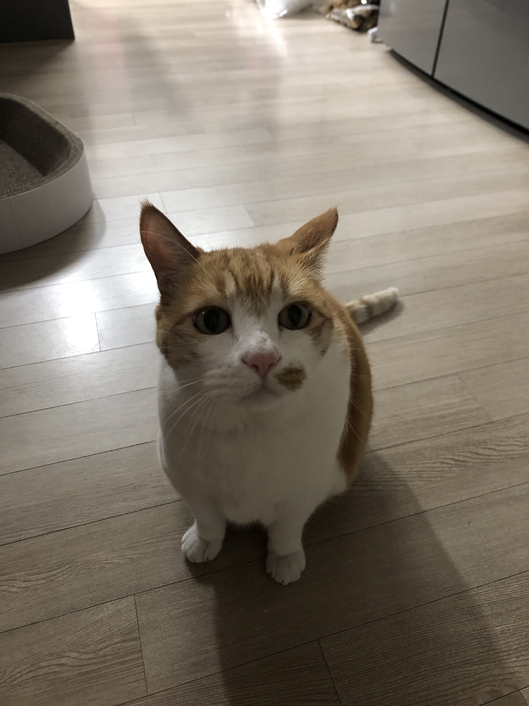cat