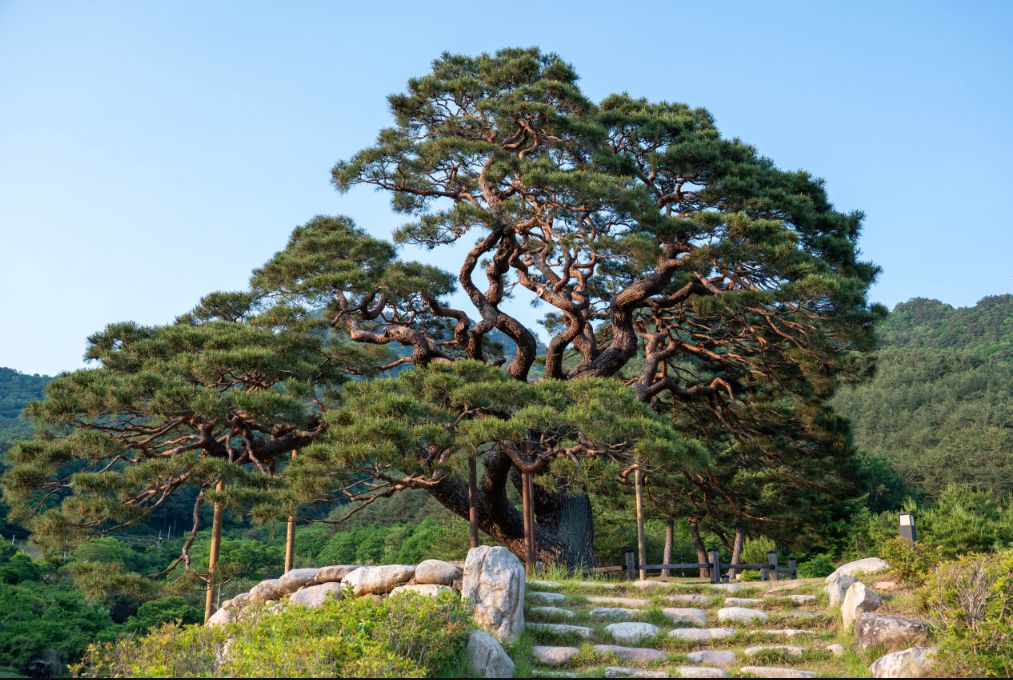 솔고개소나무