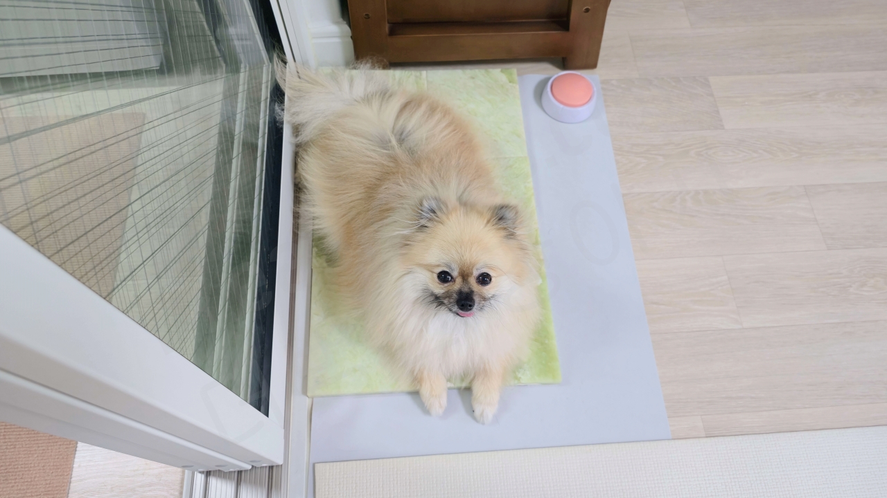 강아지 여름 필수템 옥돌 침대에 앉아 있는 강아지