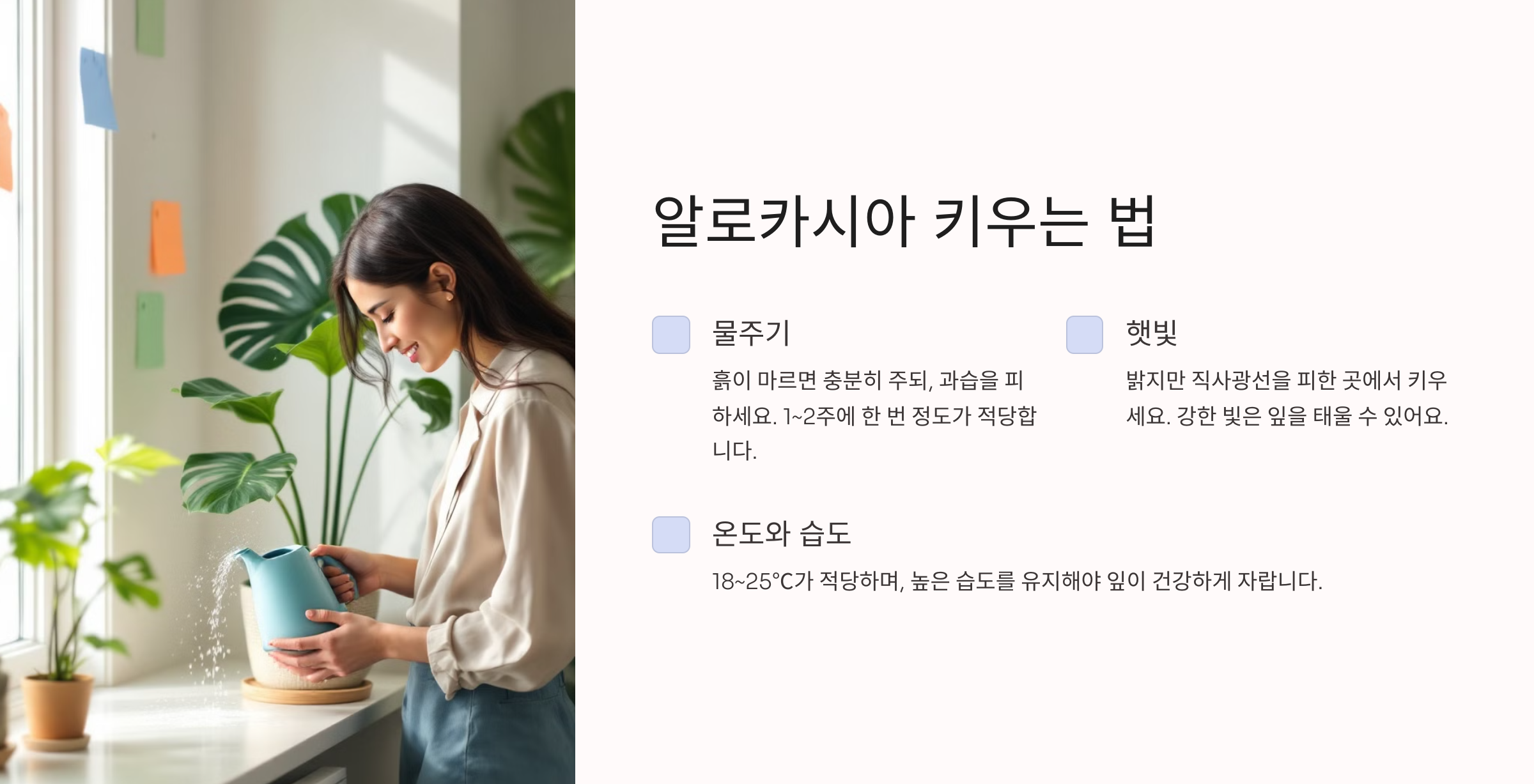 알로카시아 사진