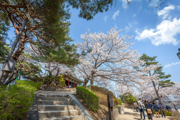 강릉 벚꽃축제 일정