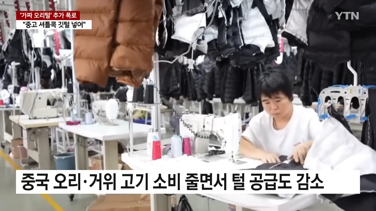 중국산 패딩 충격 진실 가짜 오리털 제조 영상 중고 셔틀콕