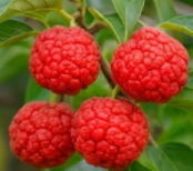 꾸지뽕 열매의 효능