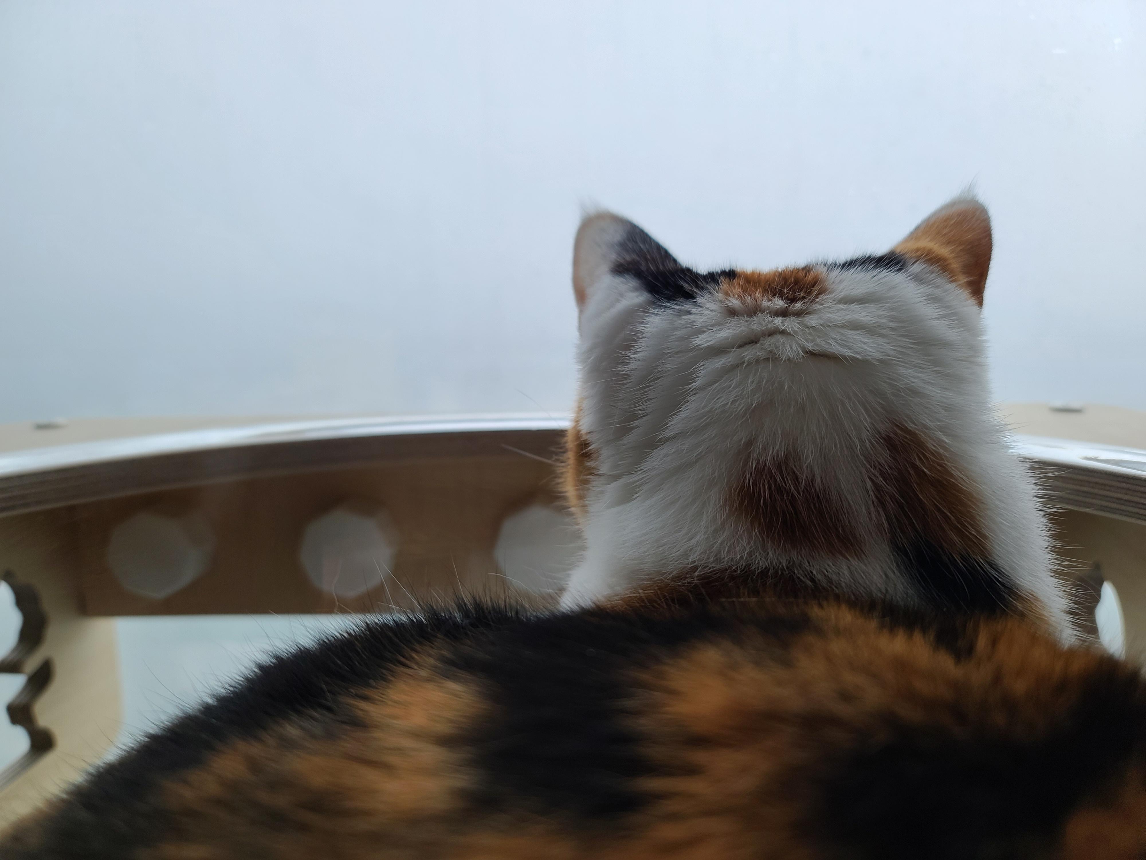 역시 니가 첫번째일줄 알았어 요미야 ㅋ(feat.캣볼 뷰 맛집_젤리,창밖)