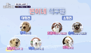 몬이(아빠) 밑으로 사랑이(몬이 딸),백두(몬이 아들)의 가족관계도와 초롱이(갈색 치와와), 용이(검은색 치와와), 리하(비숑) 의 다견가정 구성도