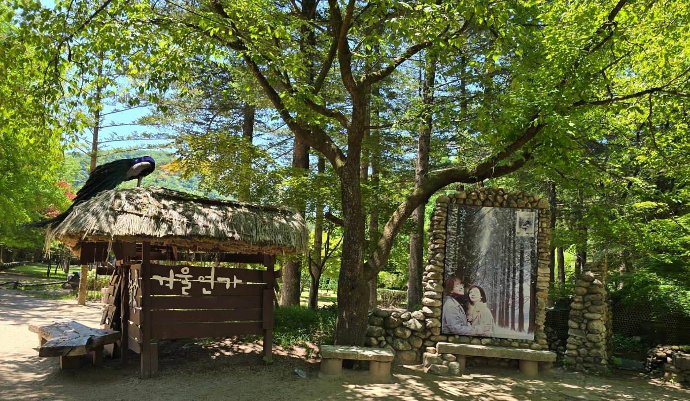 남이섬 &amp;#39;겨울연가&amp;#39; 드라마 촬영지 이미지