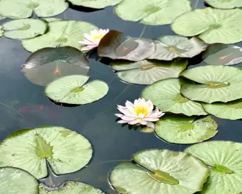 양평 세미원 연꽃축제_5