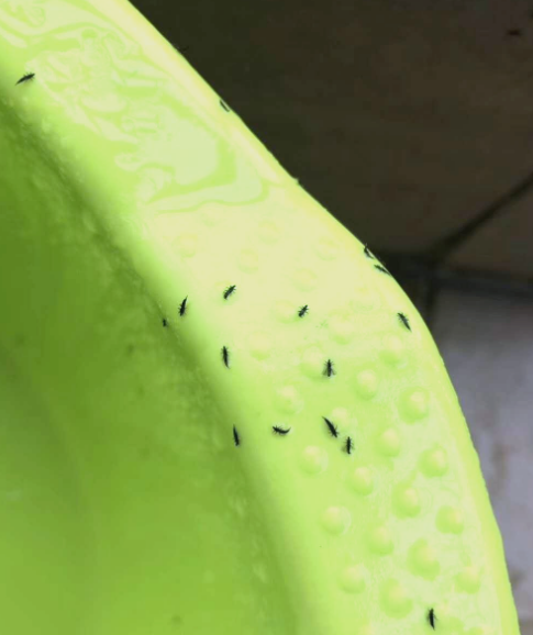 강한 모기약 에프킬라로 집에 들어온 날벌레 잡을 수 있을까?