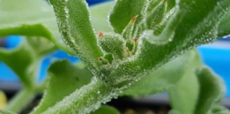 생방송 오늘 아침 아이스플랜트 얼음채소 주문 방법(암 예방 확률 2배) 관련사진