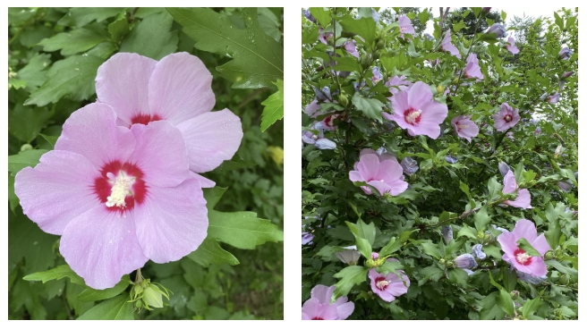 화담숲 무궁화동산