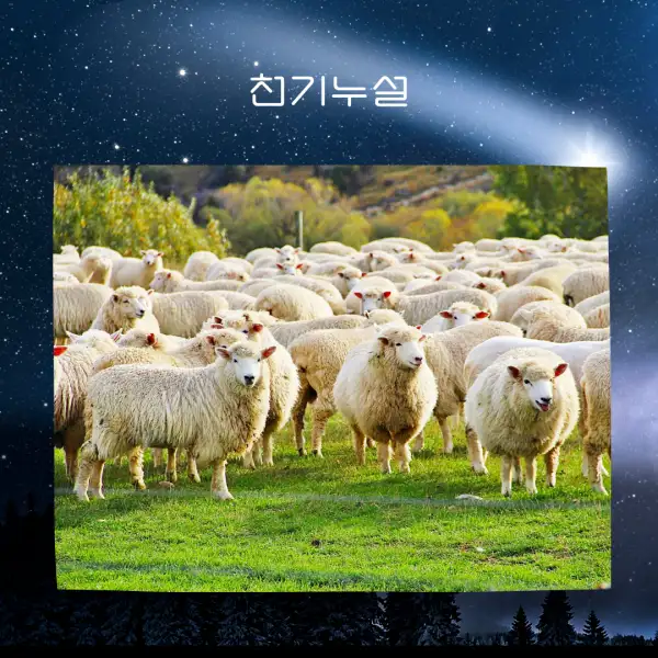 양이 나오는 꿈해몽