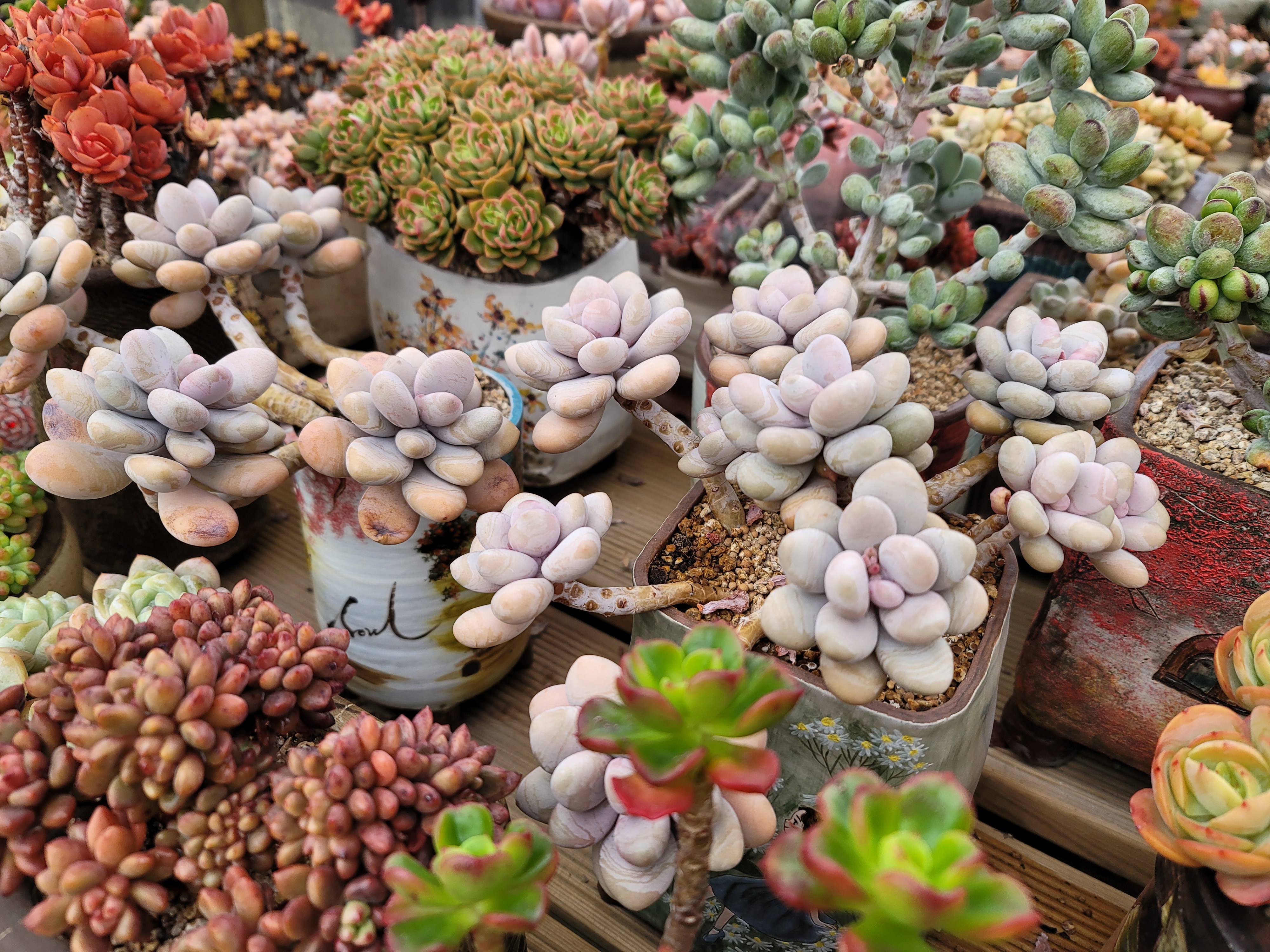 식물정원