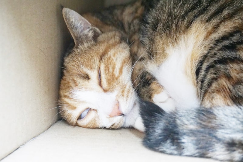 펫보험 비교 추천 총정리