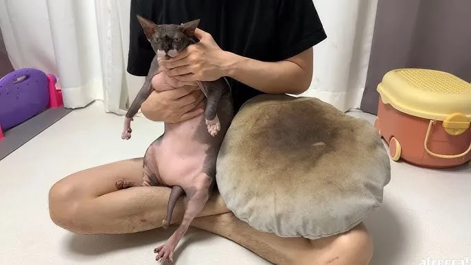 스핑크스 고양이 유전병_6