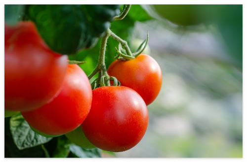 토마토가_몸에_좋은_이유