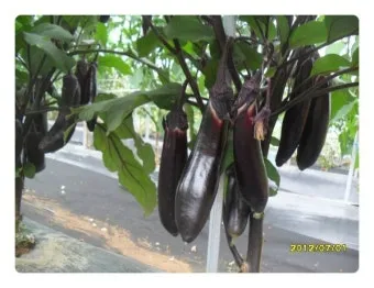 가지 재배 순 지르기 착과 관리 고온 대책_33