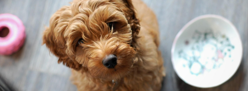 빈 밥그릇과 강아지 이미지