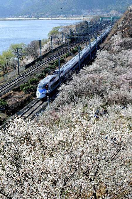 경남 양산 원동 매화축제 사진