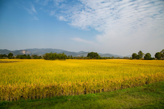 공공디자인과 거리 문화, 도시가 전하는 문화적 메시지