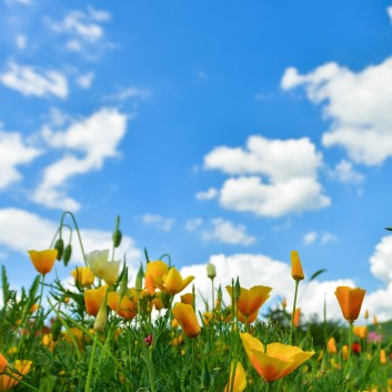 용수골 꽃양귀비축제