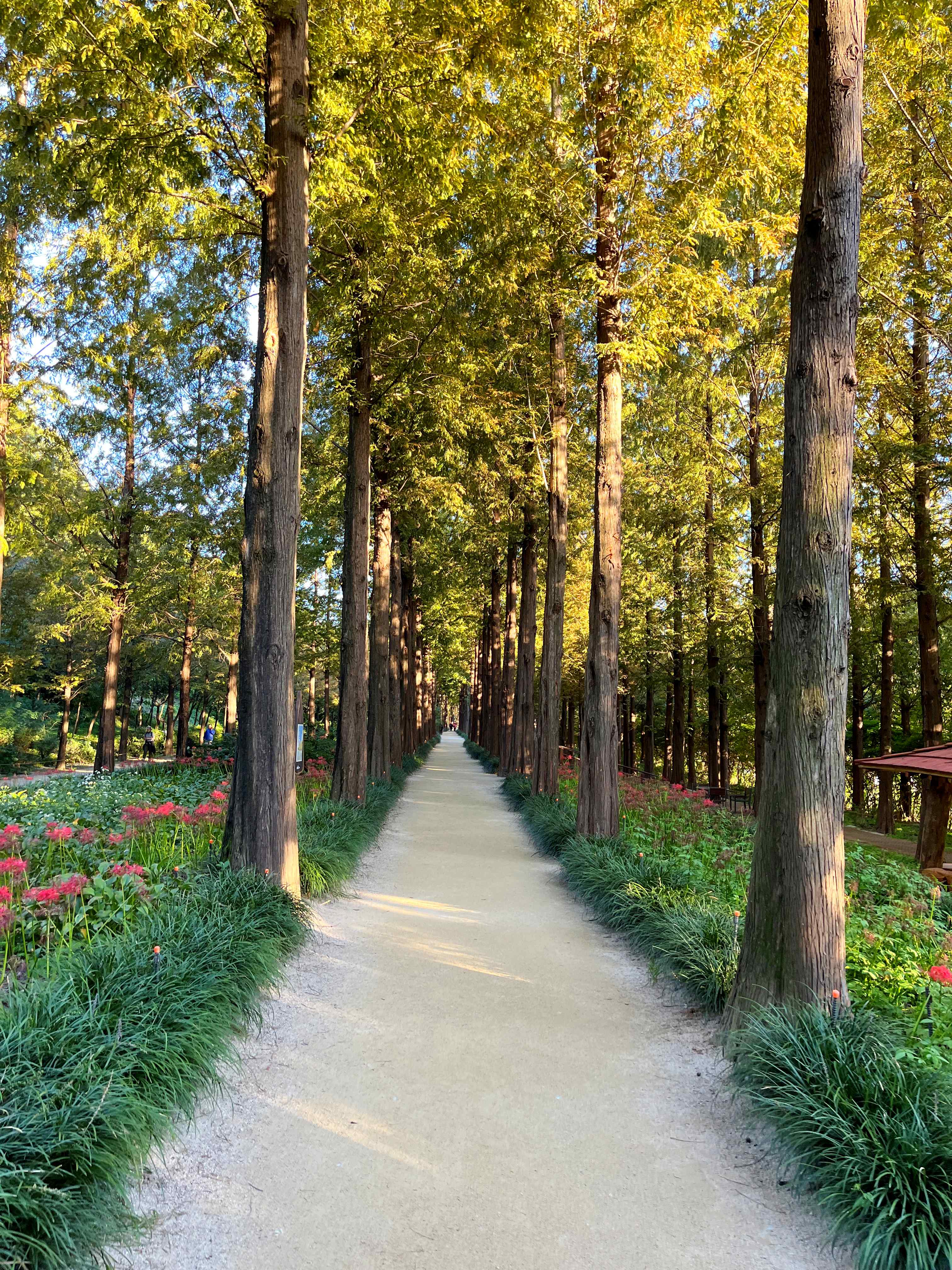 하늘공원 메타세쿼이아길 꽃무릇 시인의 거리