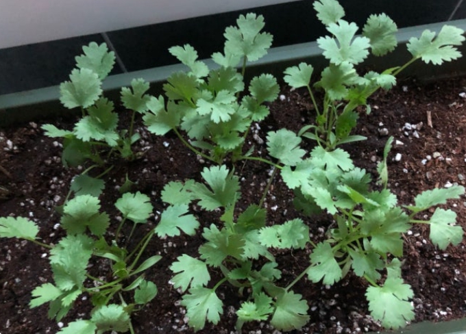 집에서 고수 키우기