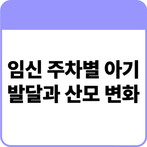 임신 주차별 아기 발달과 산모 변화