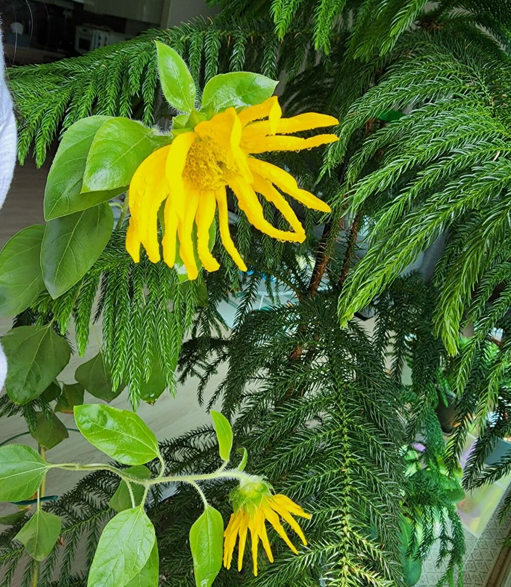 두번째와세번째핀해바라기