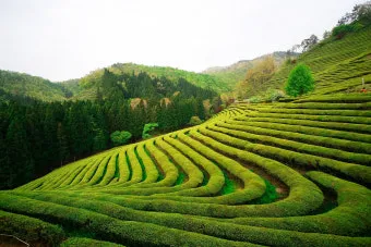 보성 녹차밭 대한다원 입장료 주차 코스 정보 총정리_37